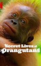 Orangutanların Gizli Yaşamı (Secret Lives of Orangutans) izle