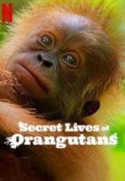 Orangutanların Gizli Yaşamı (Secret Lives of Orangutans) izle